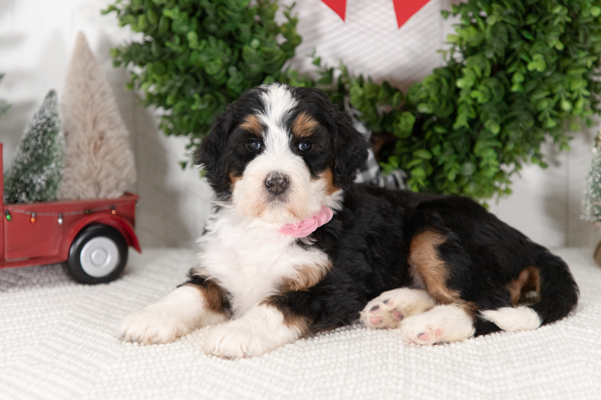 F1-Standard-Bernedoodle-Puppy-Chloe-1
