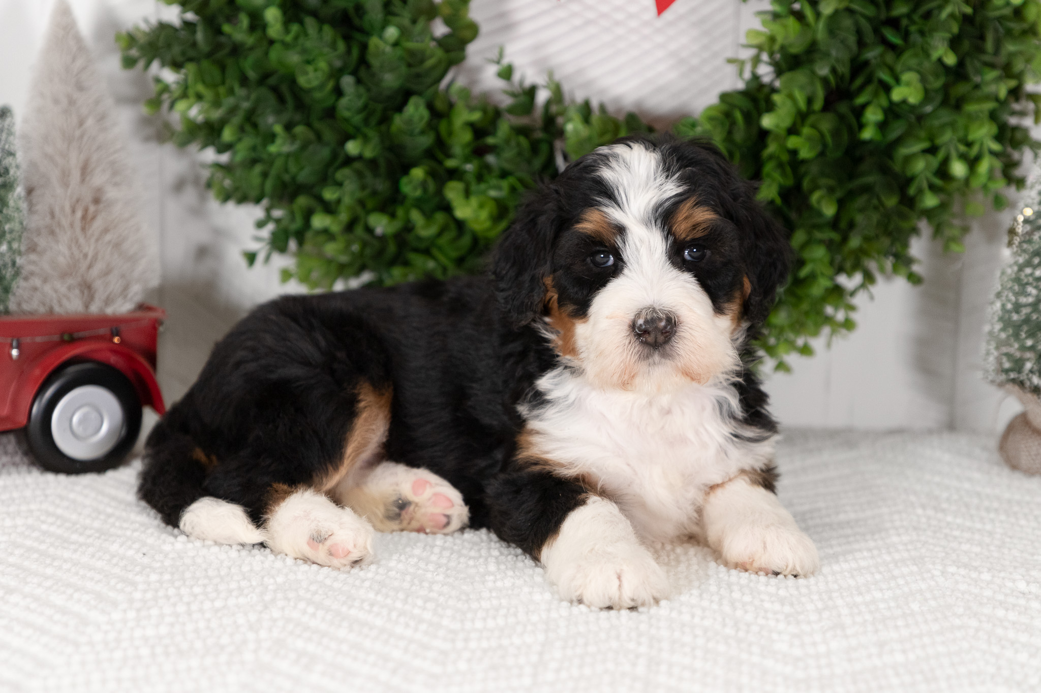 F1-Standard-Bernedoodle-Puppy-Chloe-4