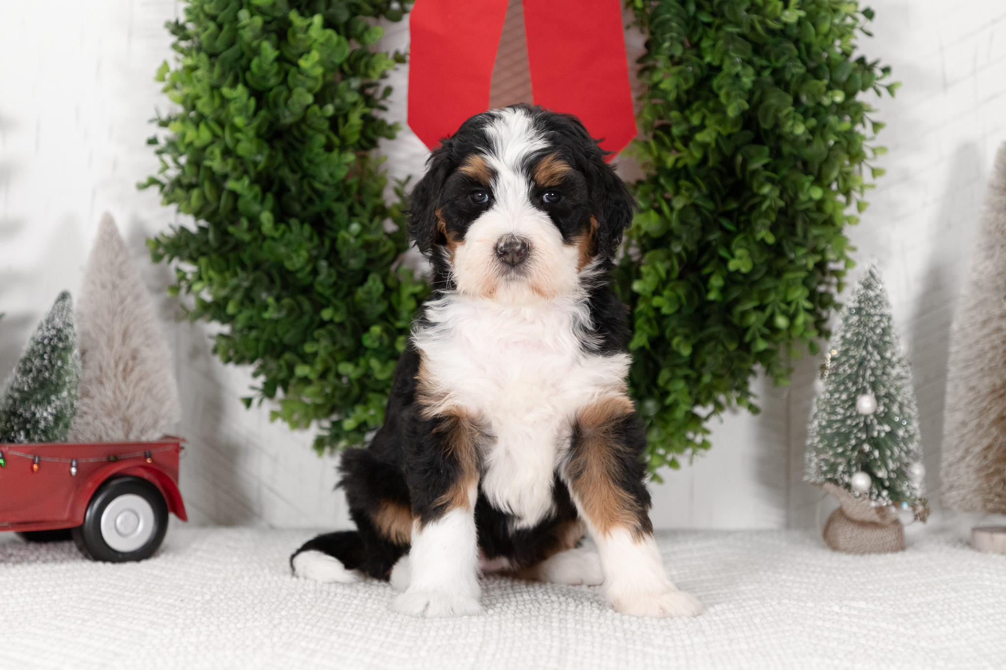 F1-Standard-Bernedoodle-Puppy-Chloe-5