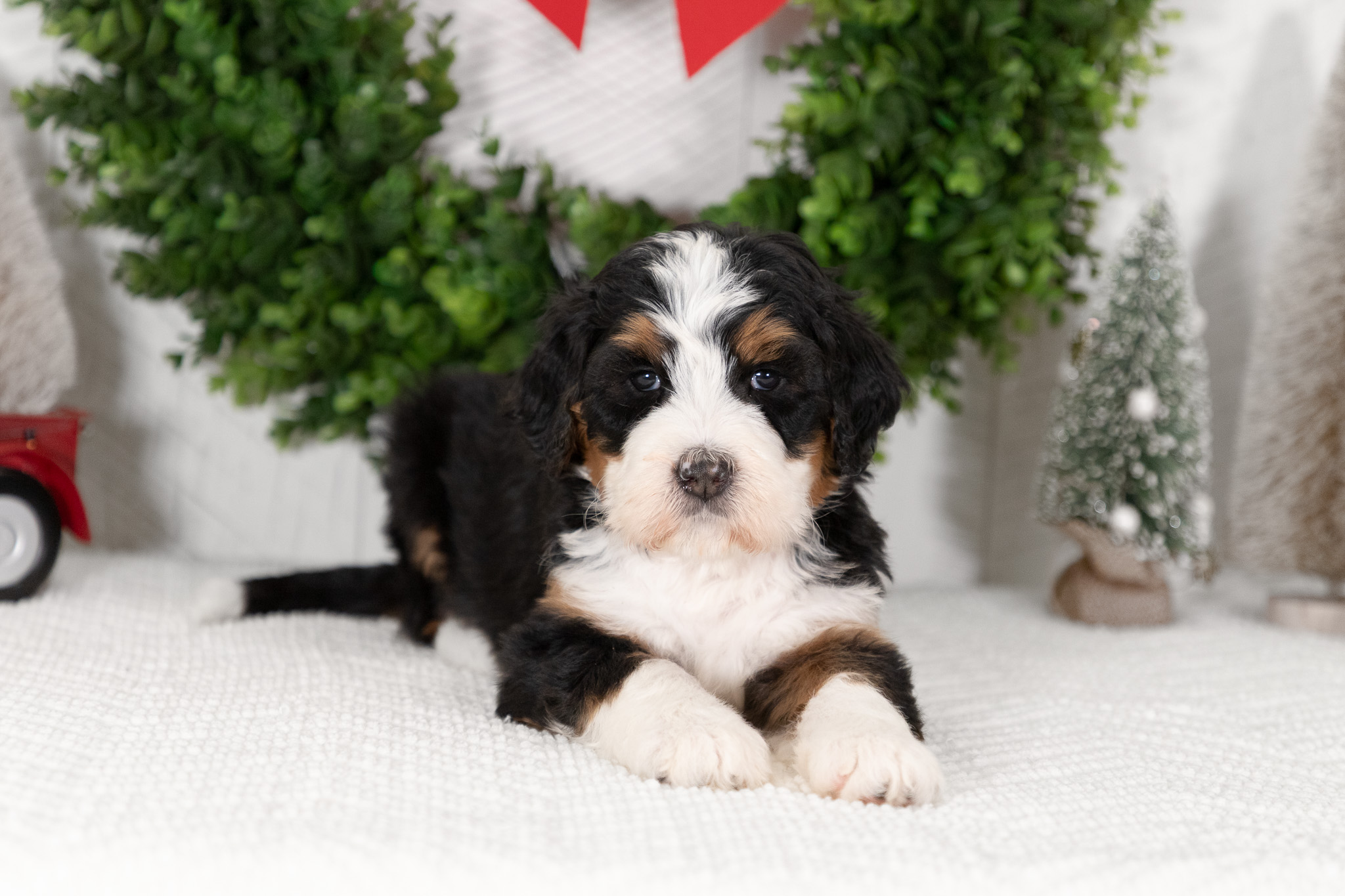 F1-Standard-Bernedoodle-Puppy-Chloe-7