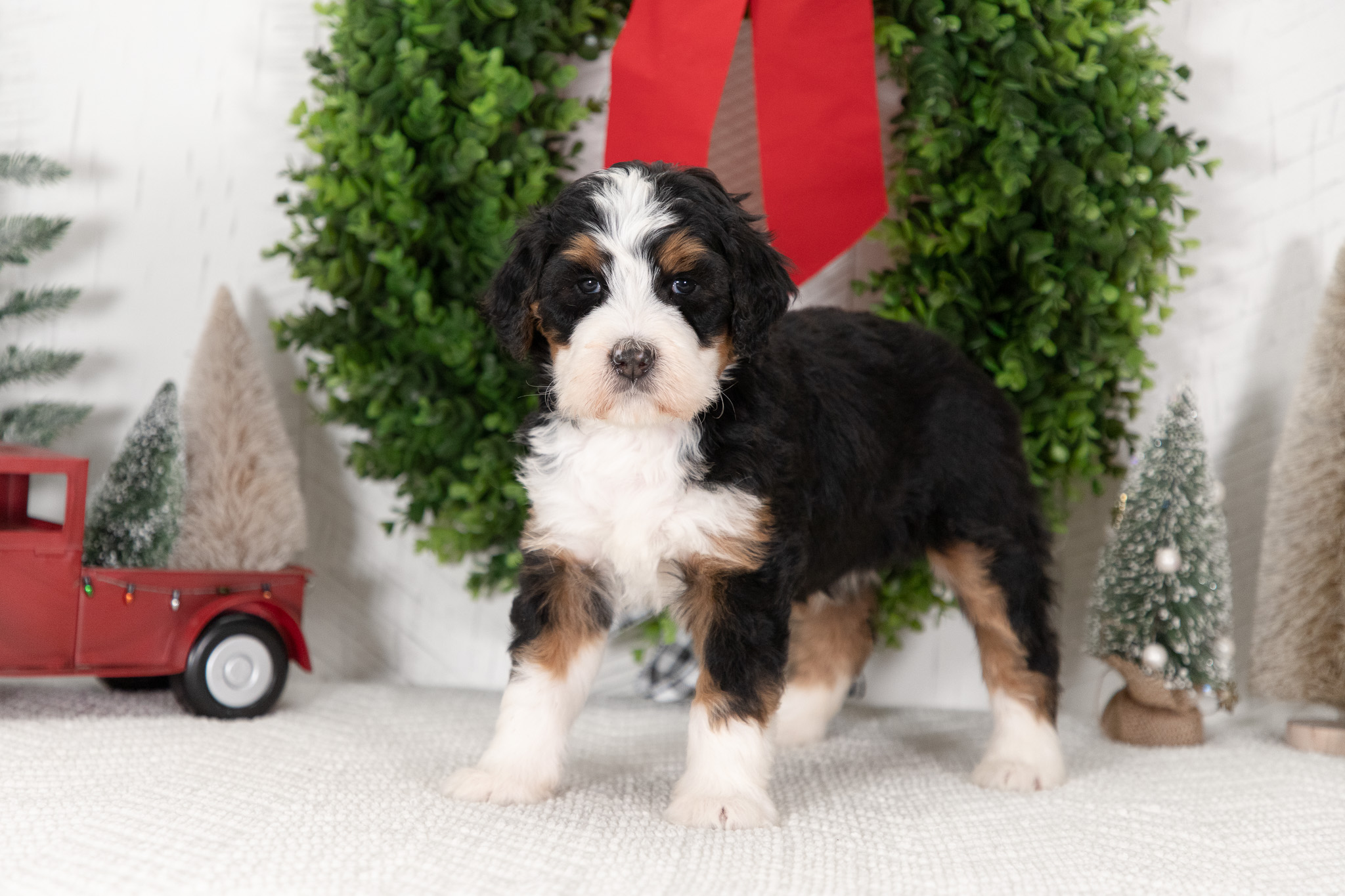 F1-Standard-Bernedoodle-Puppy-Chloe-8