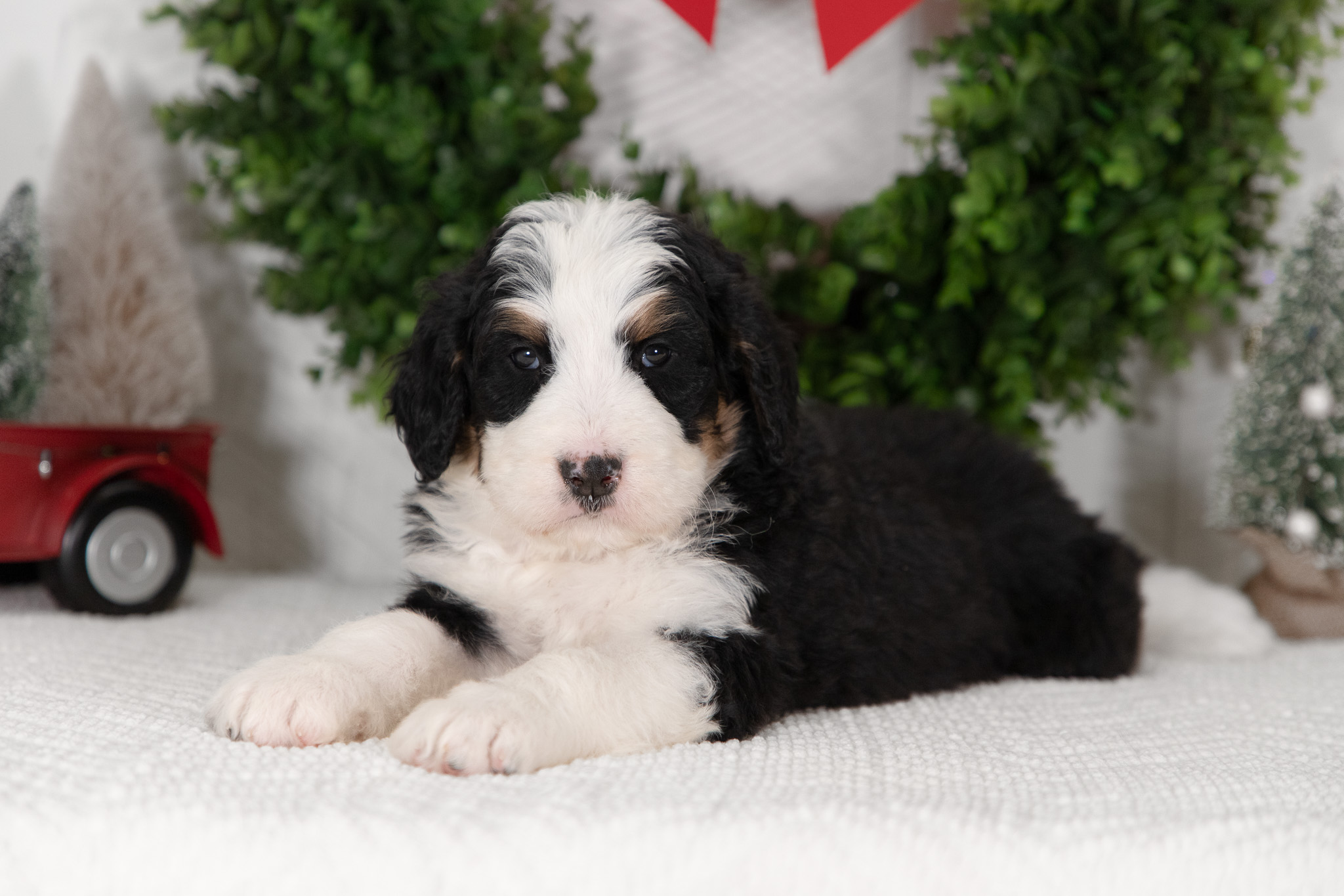 F1-Standard-Bernedoodle-Puppy-Conner-5