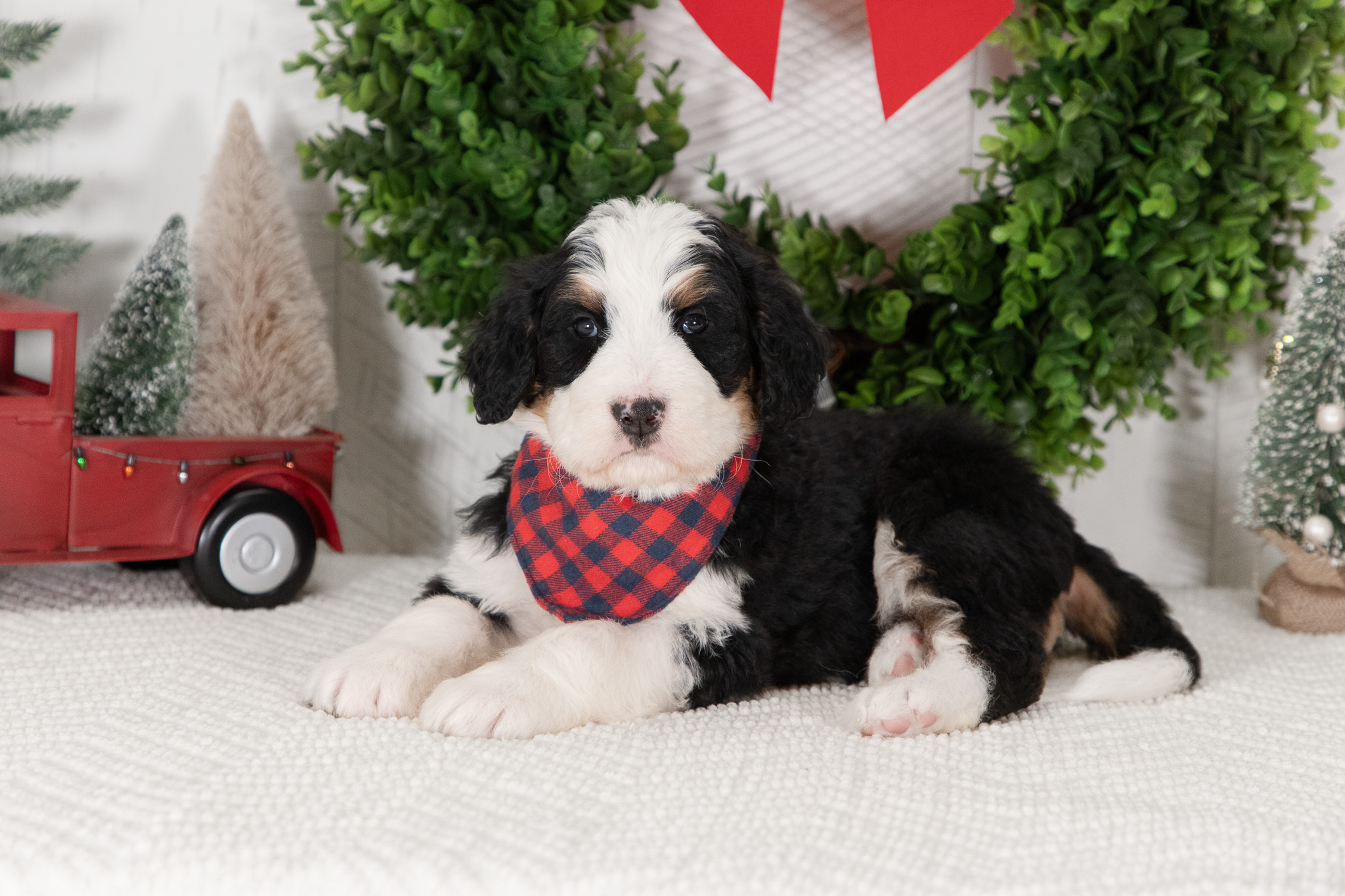 F1-Standard-Bernedoodle-Puppy-Conner-6