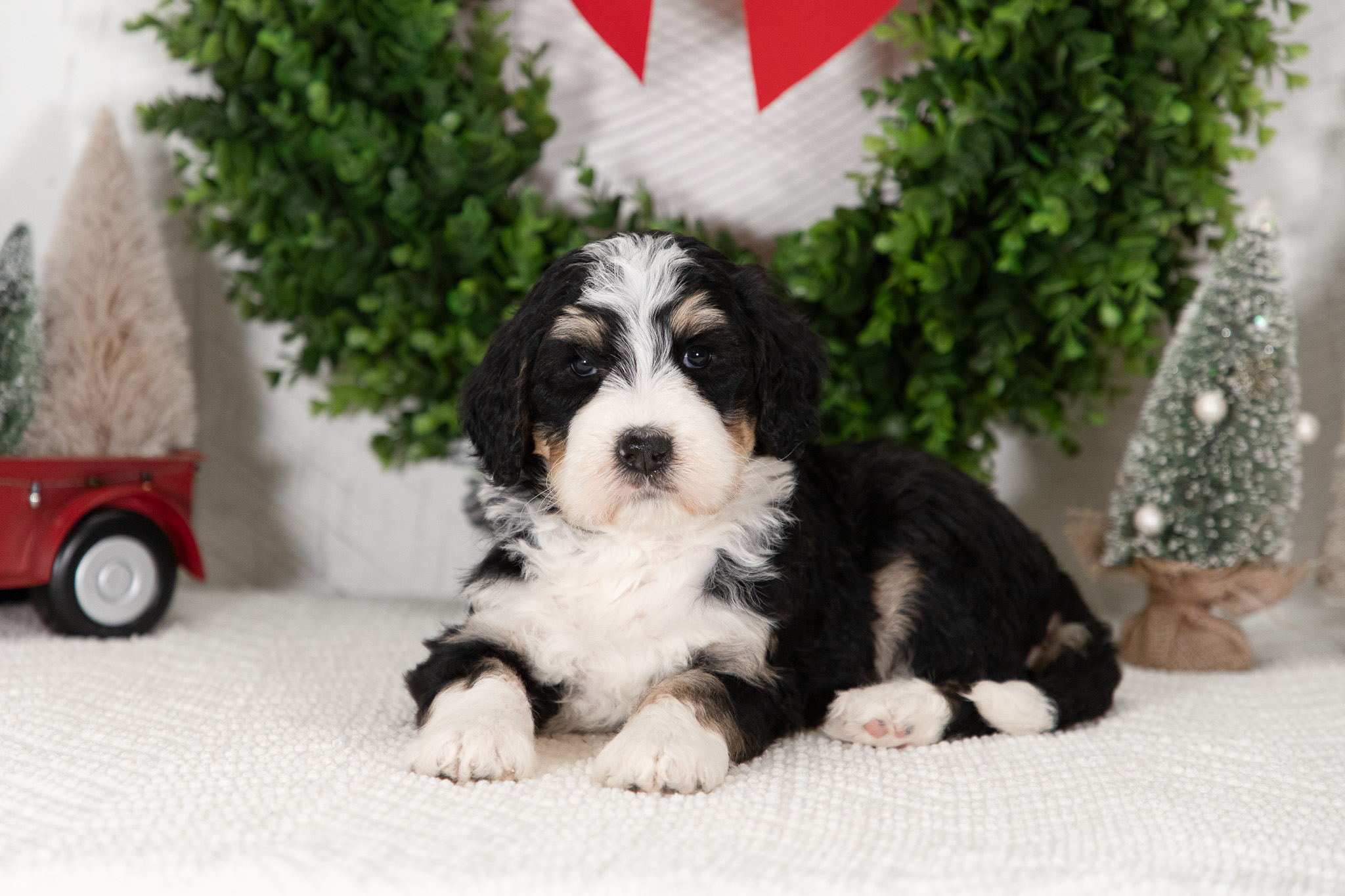 Bernedoodle Puppies For SaleCourtneyBernedoodle For Sale