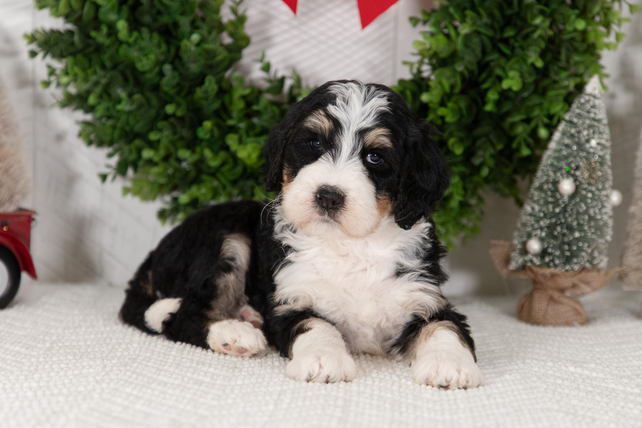 F1-Standard-Bernedoodle-Puppy-Courtney-4