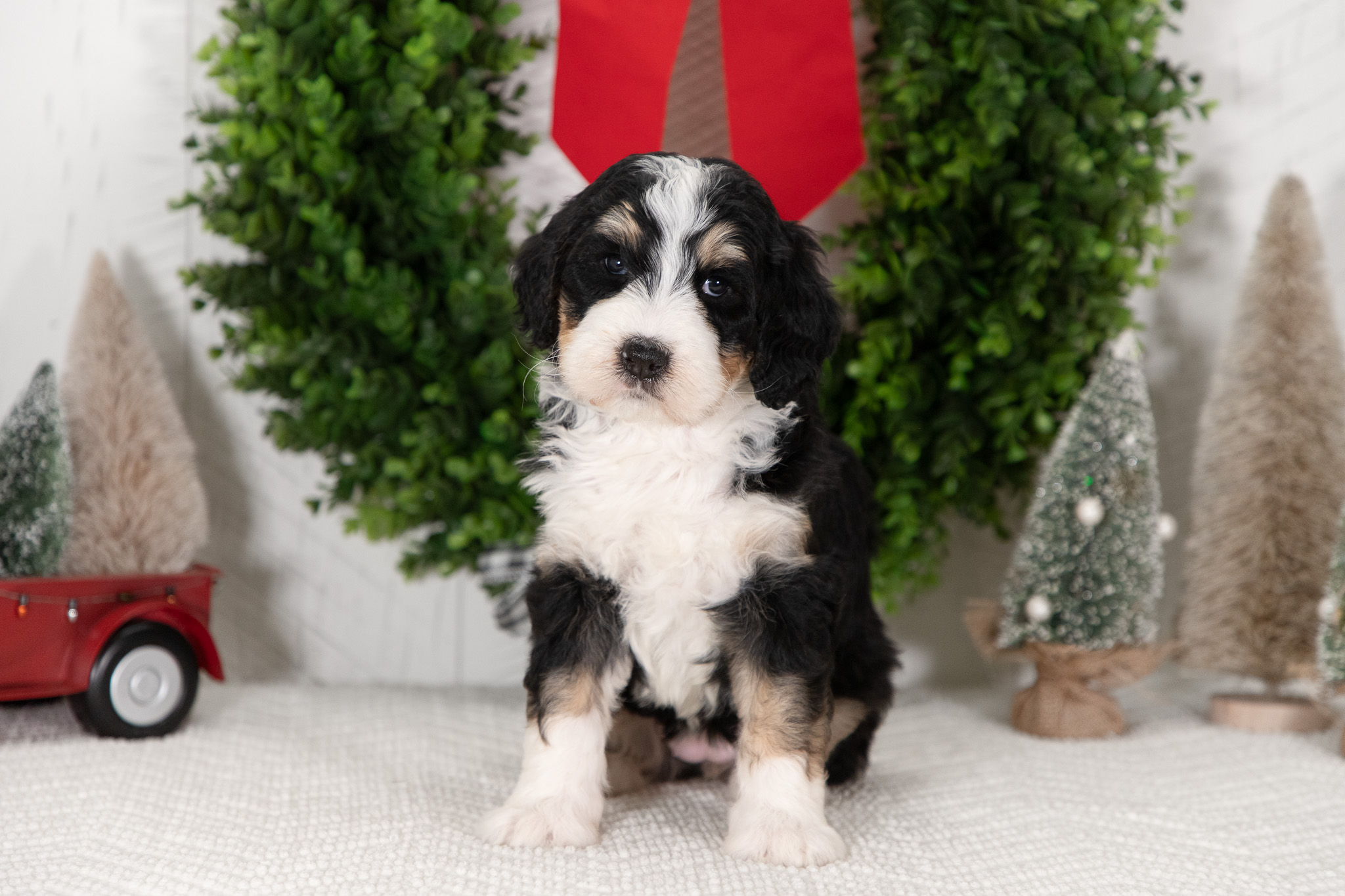 F1-Standard-Bernedoodle-Puppy-Courtney-5