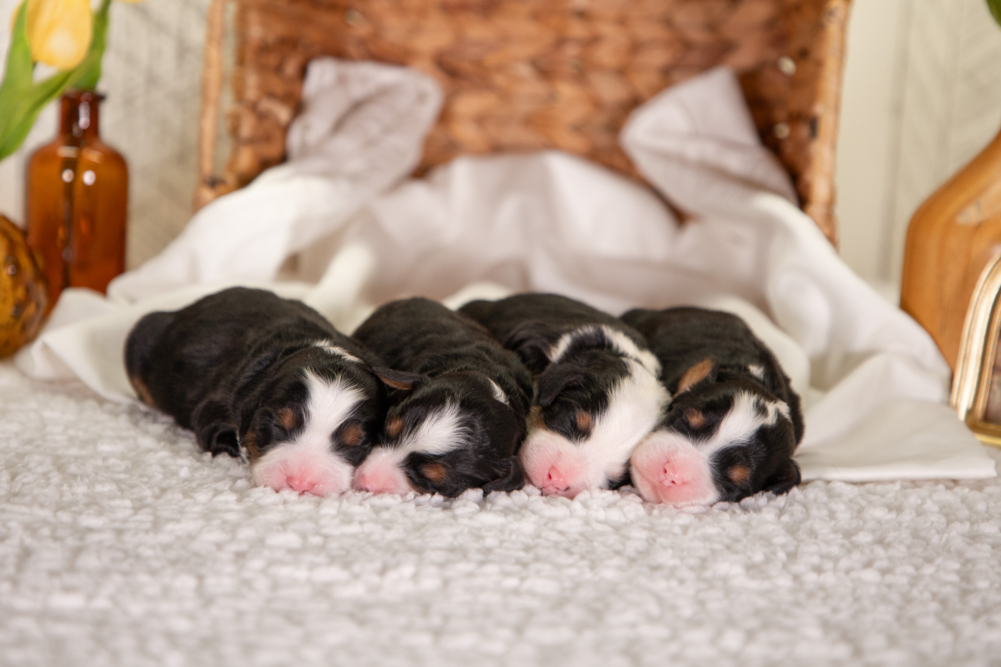 Females-F1-Mini-Bernedoodles-Ann-and-Crimson-1