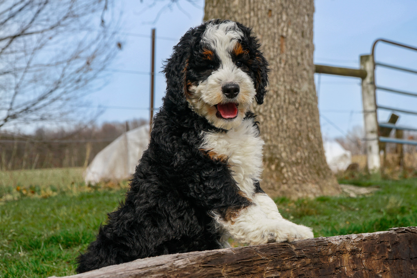 Screenshot of Hoosier Canines' user-friendly website and puppy reservation form, inviting potential Bernedoodle owners to become part of the family