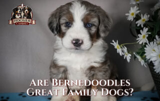 Are Bernedoodles Good Family Dogs, a hoosier canines blog post.
