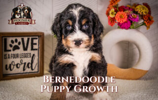 Bernedoodle Puppy Growth and the stages of standard, mini and micro bernedoodles explained in this blog post.