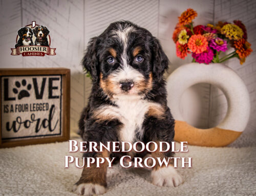 Bernedoodle Puppy Growth