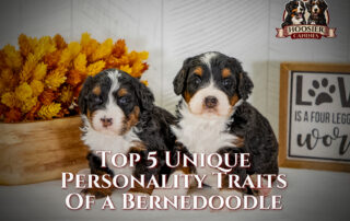 The unique personality traits of a Bernedoodle are affection, intelligence, adaptability, playfulness, and loyalty, featuring 2, 8 week old puppies.