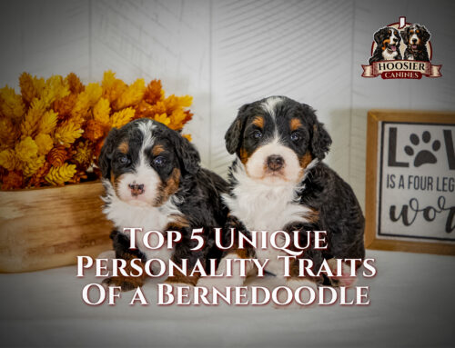 Top 5 Unique Personality Traits of a Bernedoodle