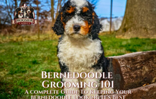 Bernedoodle Grooming 101. a complete guide to keeping your bernedoodle looking its best.