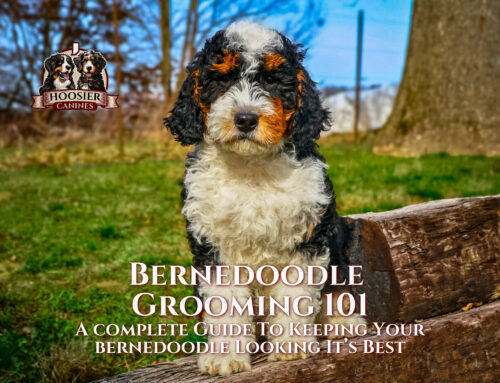 Bernedoodle Grooming 101: A Complete Guide