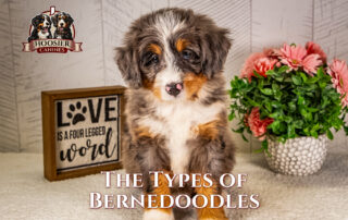 Bernedoodles in a kaleidoscope of coat colors standing together, each showcasing the breed's vibrant personality and unique look.