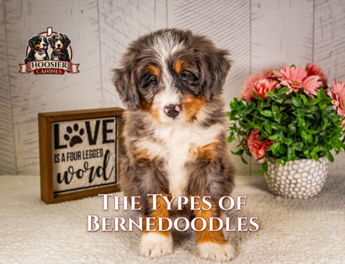 Types of Bernedoodles
