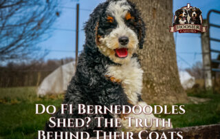 Do F1 Bernedoodle Shed? A Blog Post By Hoosier Canines