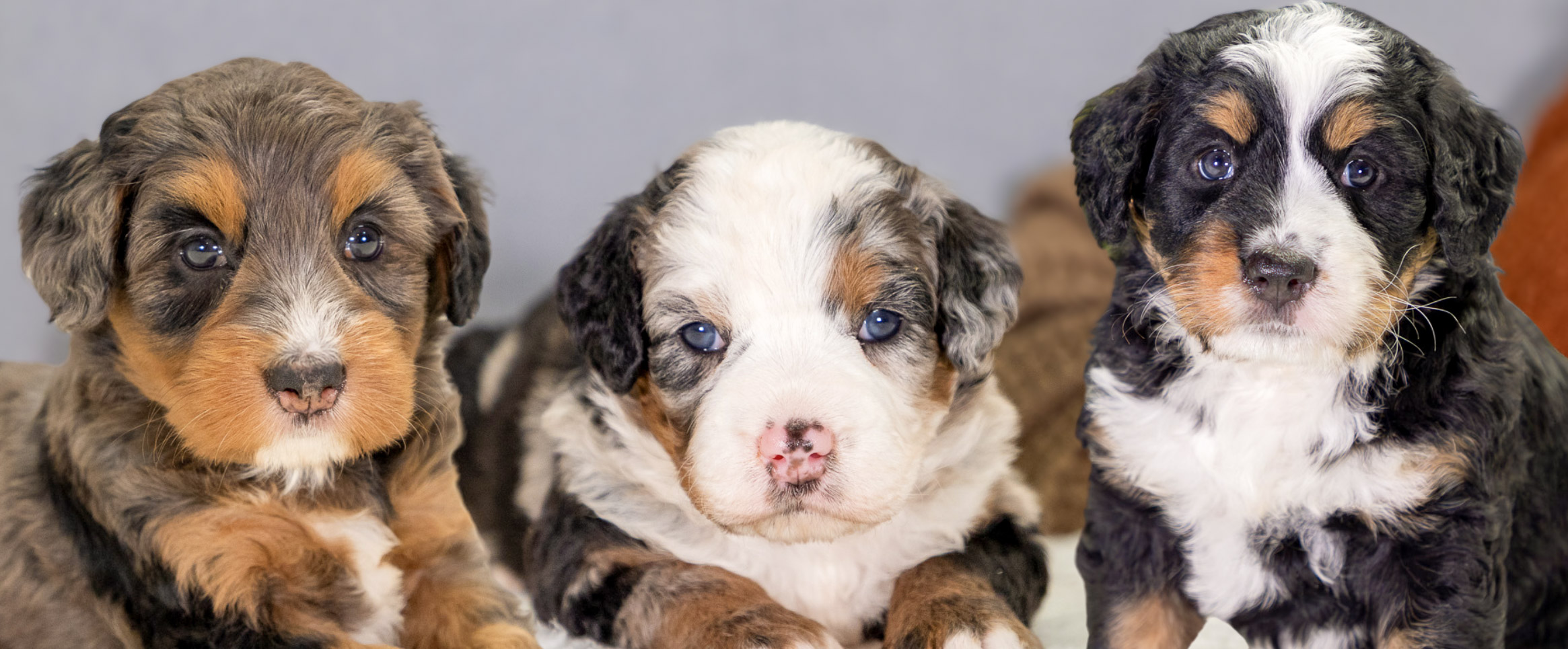 Hoosier-Canines-Bernedoodle-Puppies – 2 Bernedoodle Puppies in Indiana at Hoosier canines