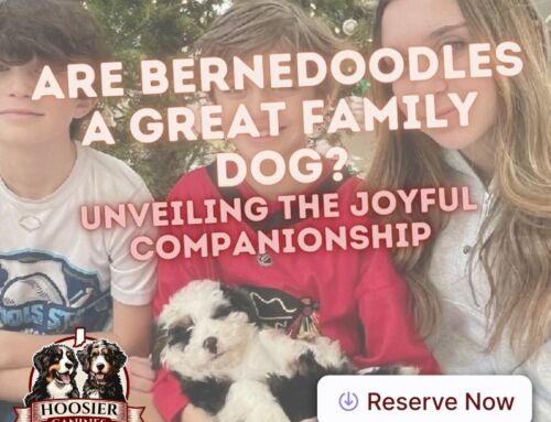 Are Bernedoodles a Great Family Dog?