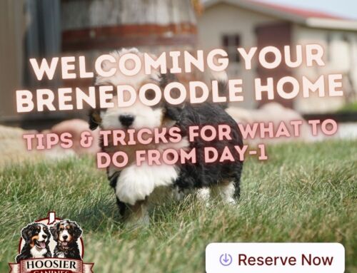 Welcoming Your Bernedoodle to Home