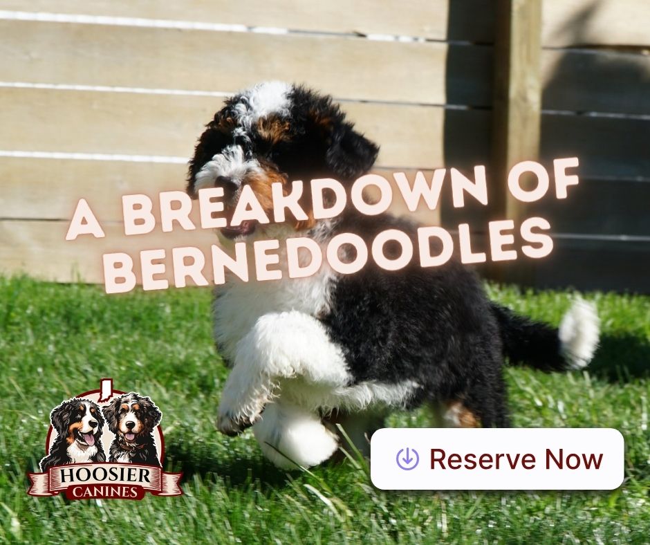 A Bernedoodle enjoying a leisurely day outside, showcasing its adventurous side and love for nature