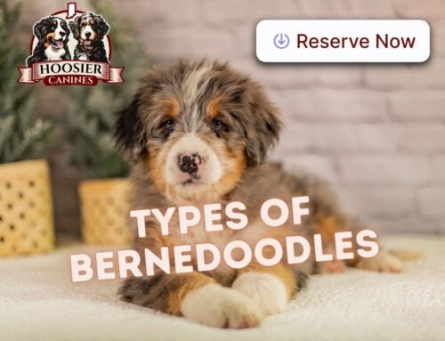 Types of Bernedoodles