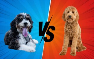 Bernedoodle vs Goldendoodle is a classic debate among the popular breeds and Hoosier Canines goes in depth in this blog.
