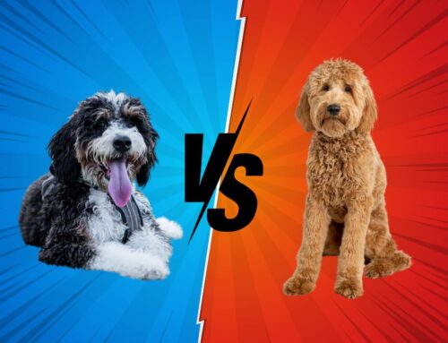 Bernedoodle vs Goldendoodle