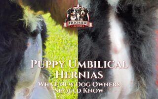 Puppy Umbilical Hernias and a simple guide for New Puppy Parents.