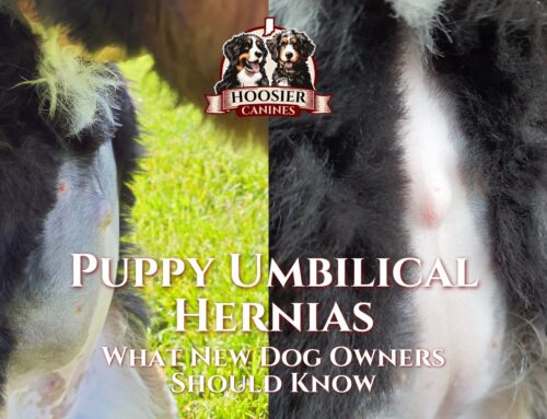 Puppy Umbilical Hernias: What New Dog Owners Should Know