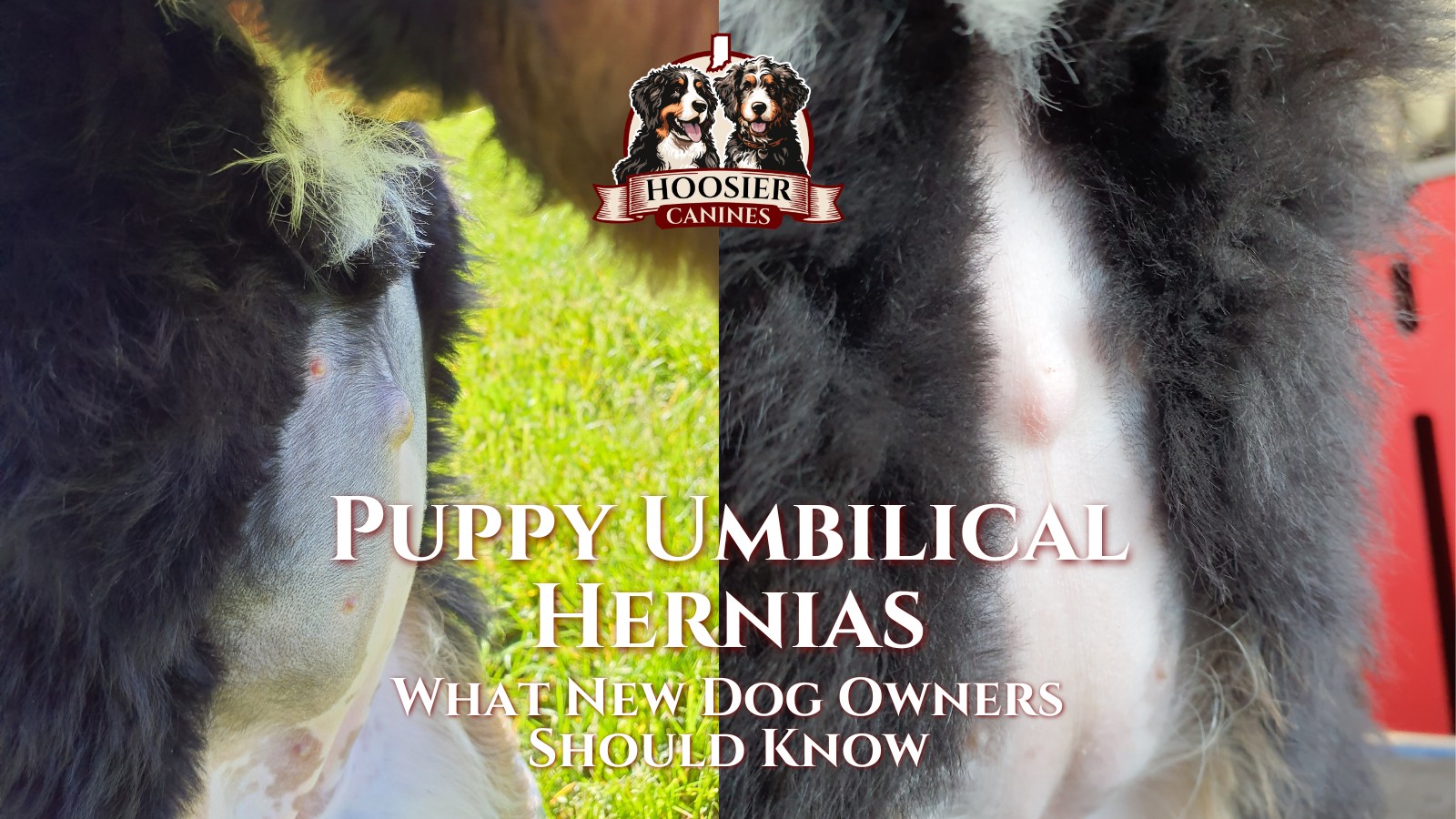 What Is an Umbilical Hernia in Puppies and a simple guide for New Puppy Parents.