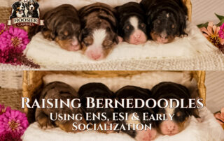 Hoosier Canines ENS, ESI and Early Socialization to develop Bernedoodle Puppies prior to going to their forever home.