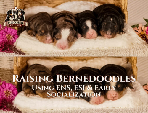 Raising Bernedoodles Using ENS, ESI & Early Socialization