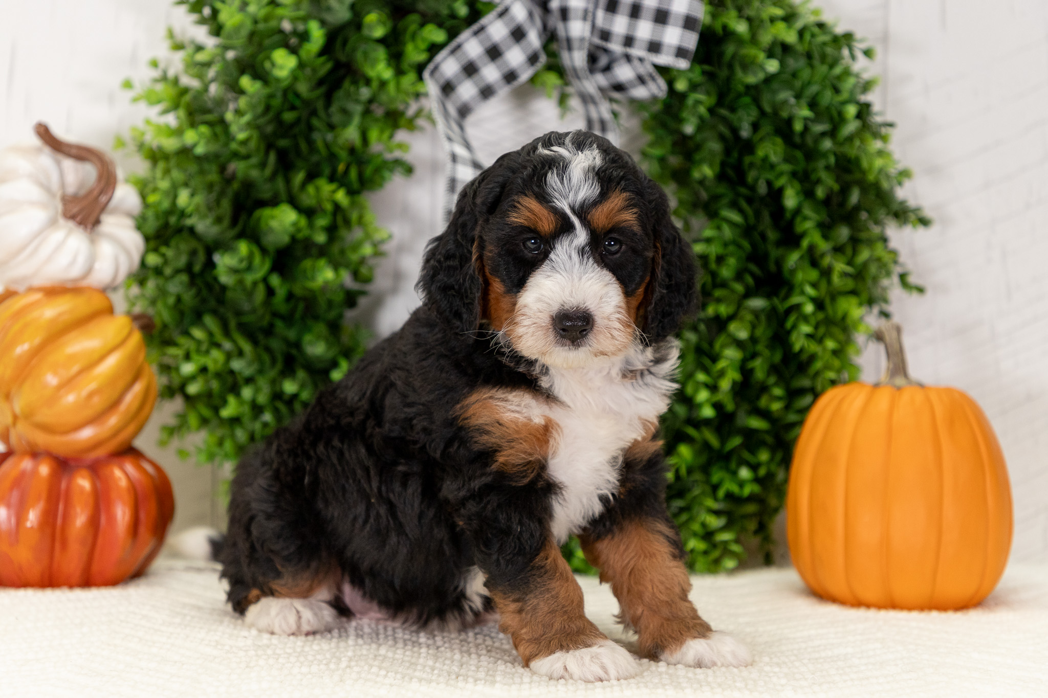 Bernedoodle Puppies For SaleAbbyBernedoodle For Sale