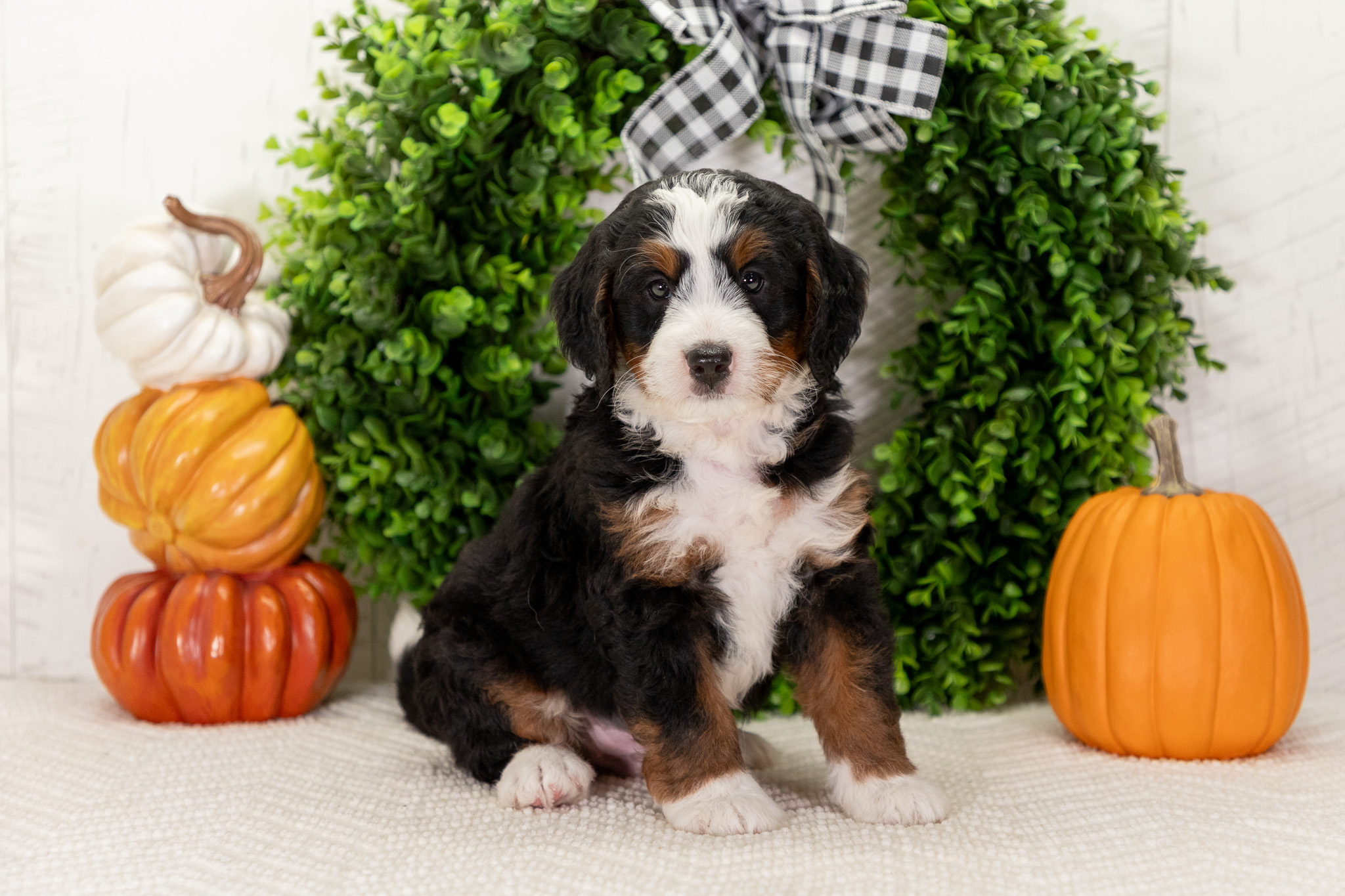 Bernedoodle Puppies For SaleArthurBernedoodle For Sale