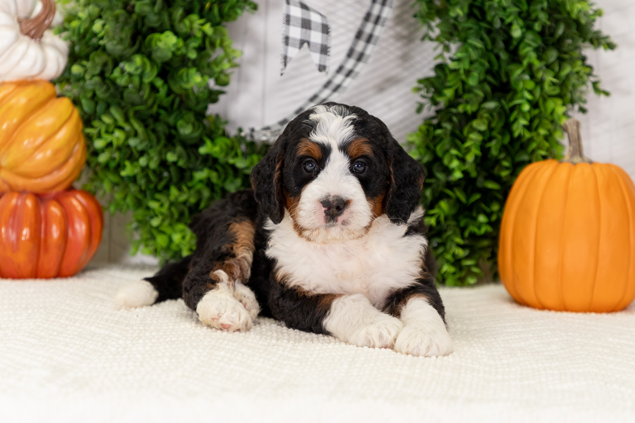 Bernedoodle Puppies For SaleAlbertBernedoodle For Sale