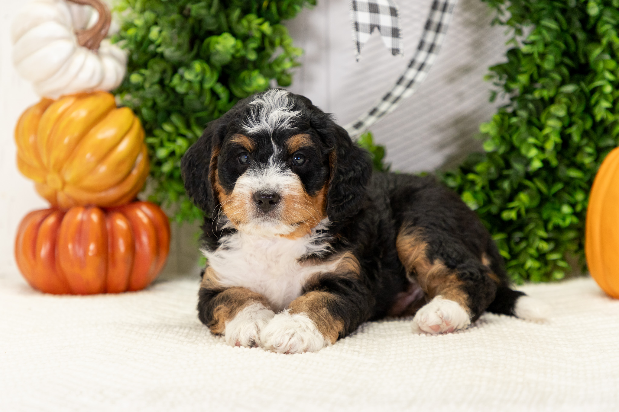 Bernedoodle Puppies For SaleAsherBernedoodle For Sale
