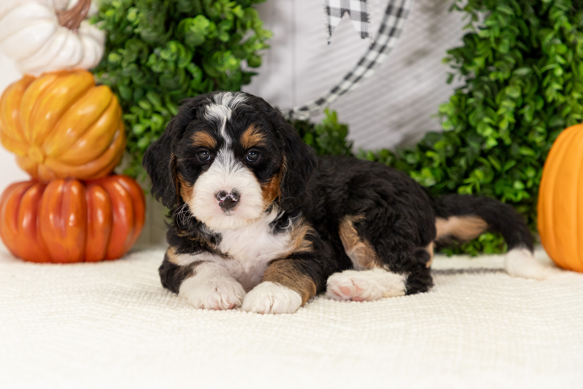 Bernedoodle Puppies For SaleAngelBernedoodle For Sale