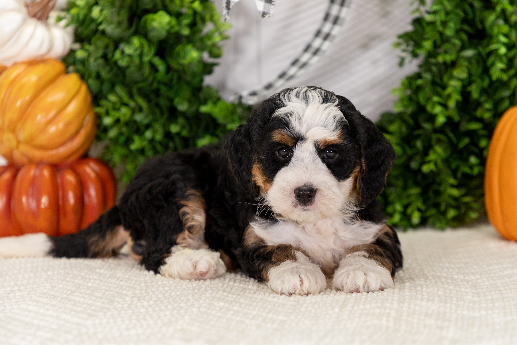 Bernedoodle Puppies For SaleAshleyBernedoodle For Sale