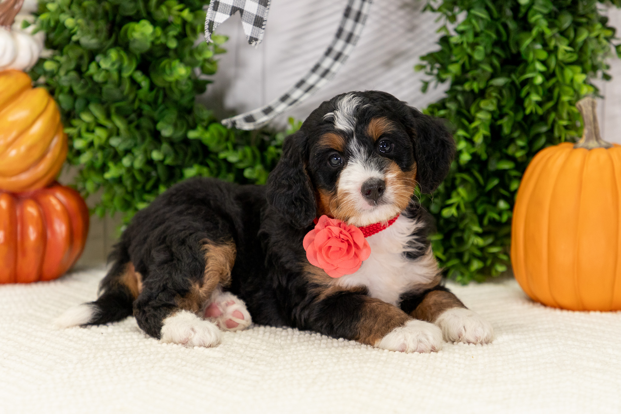 Bernedoodle Puppies For SaleAvaBernedoodle For Sale