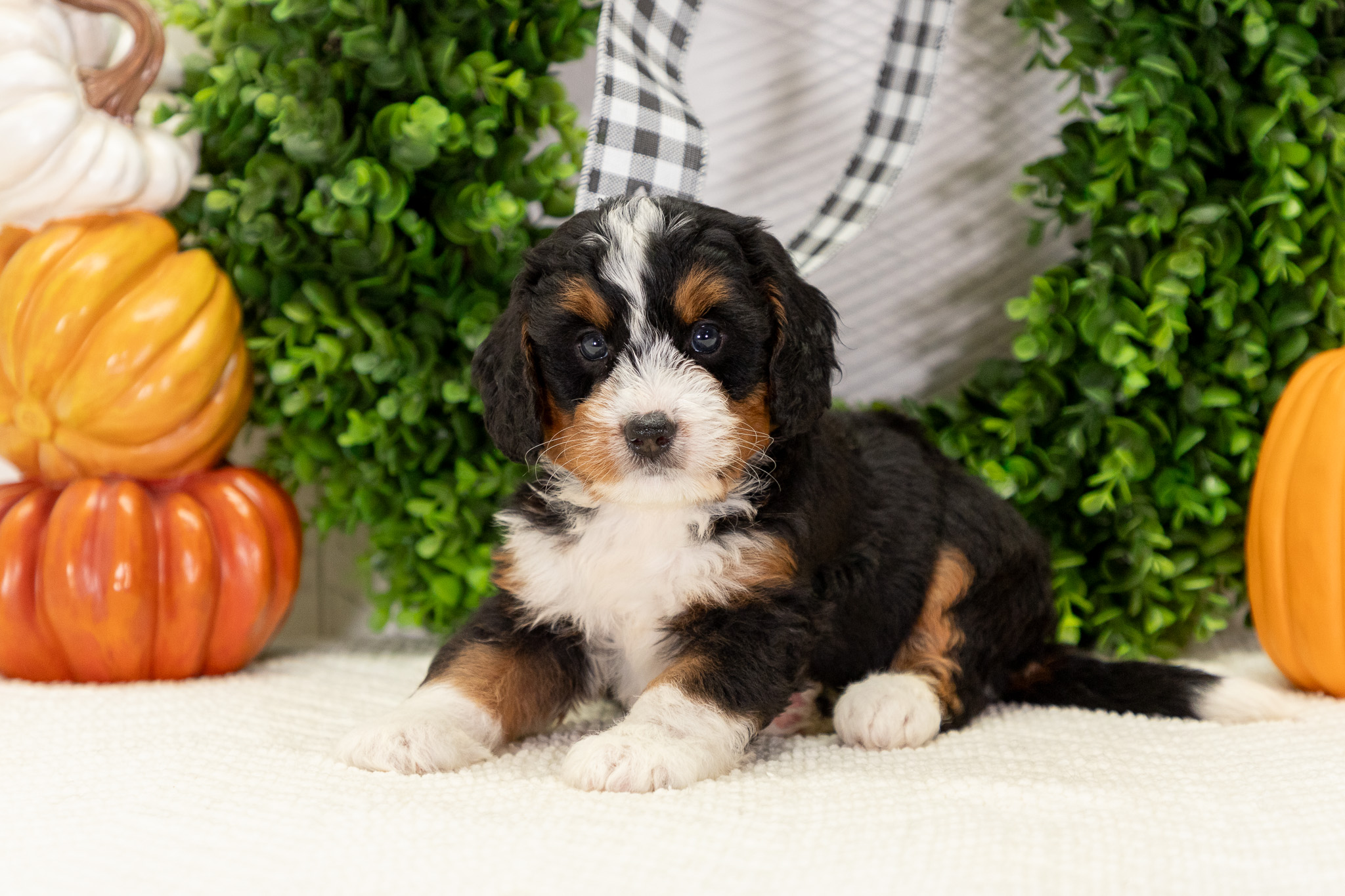 Bernedoodle Puppies For SaleAbigailBernedoodle For Sale