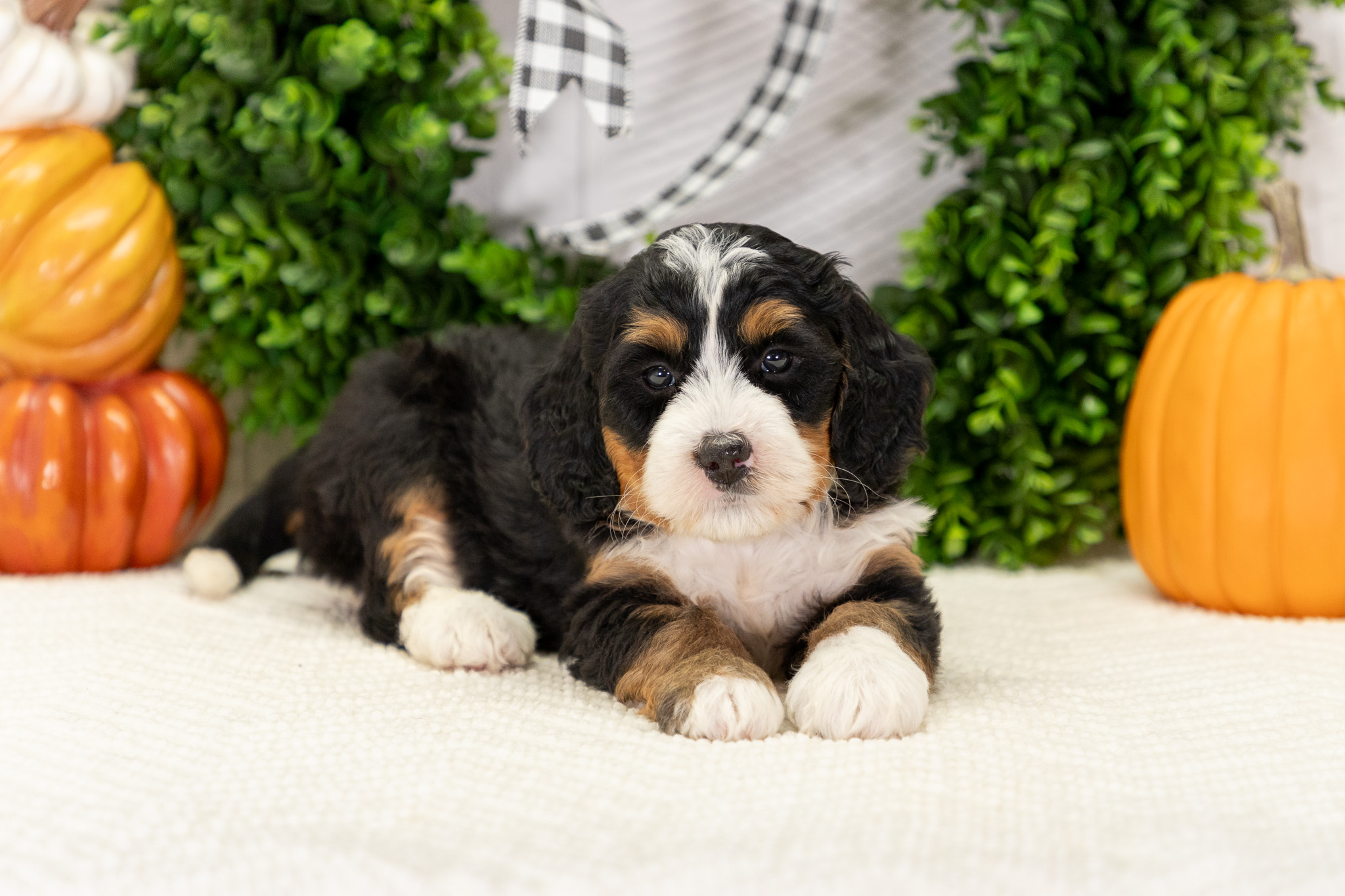 Bernedoodle Puppies For SaleAudreyBernedoodle For Sale
