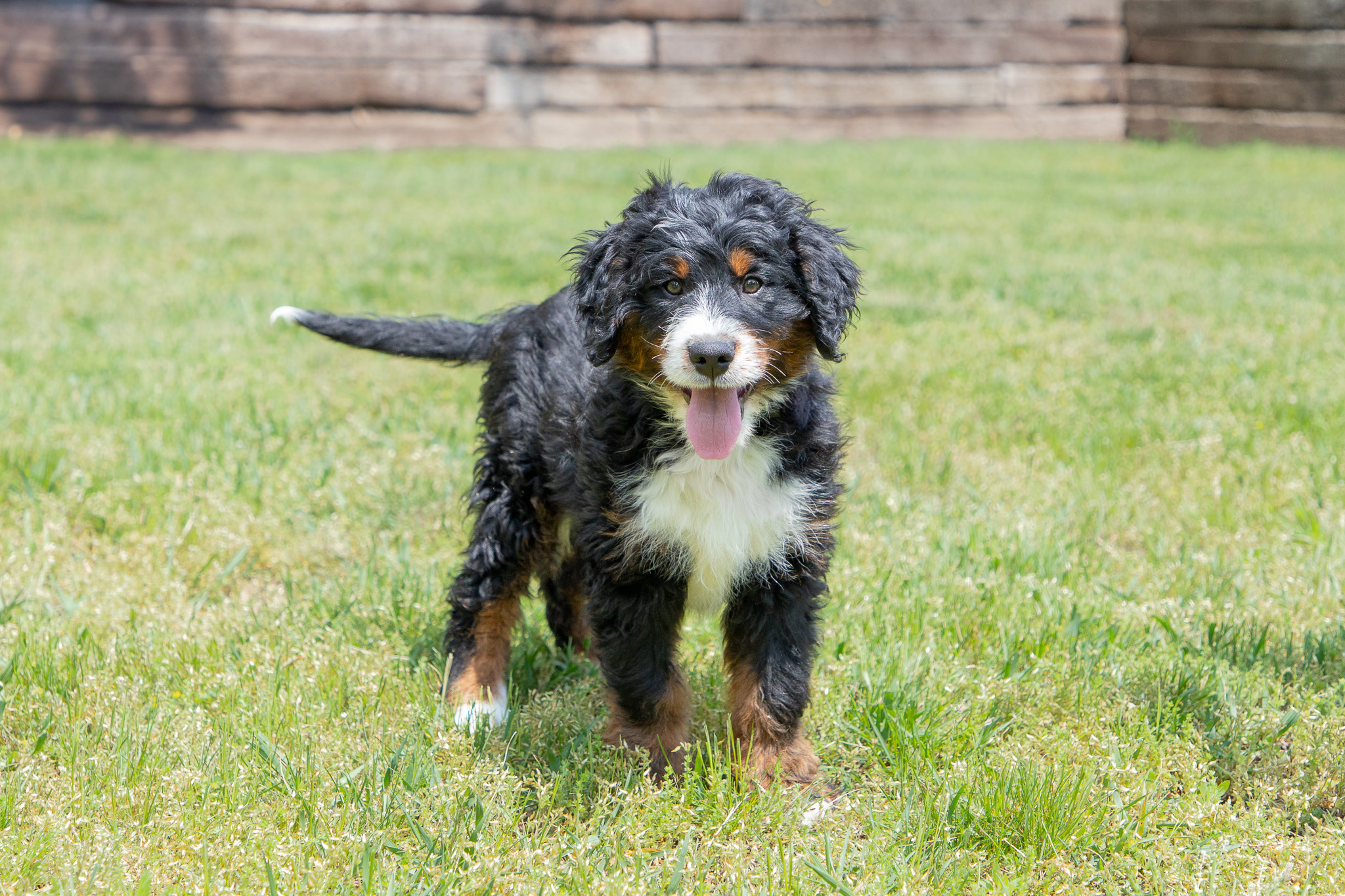 Rocky - Trained , Hoosier Canines