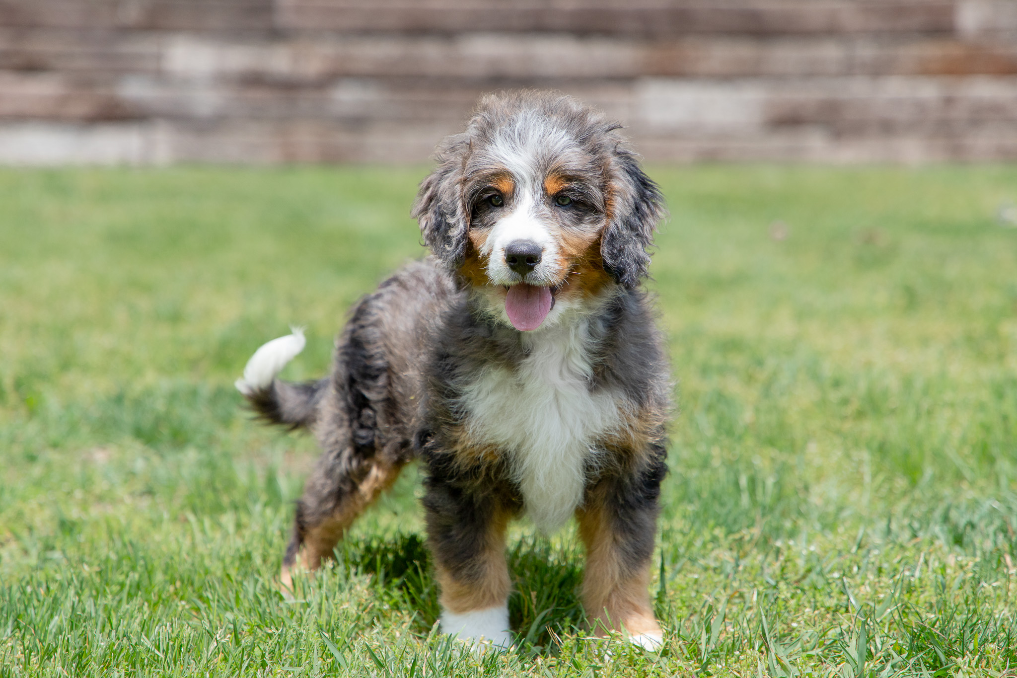 Remington - Trained , Hoosier Canines
