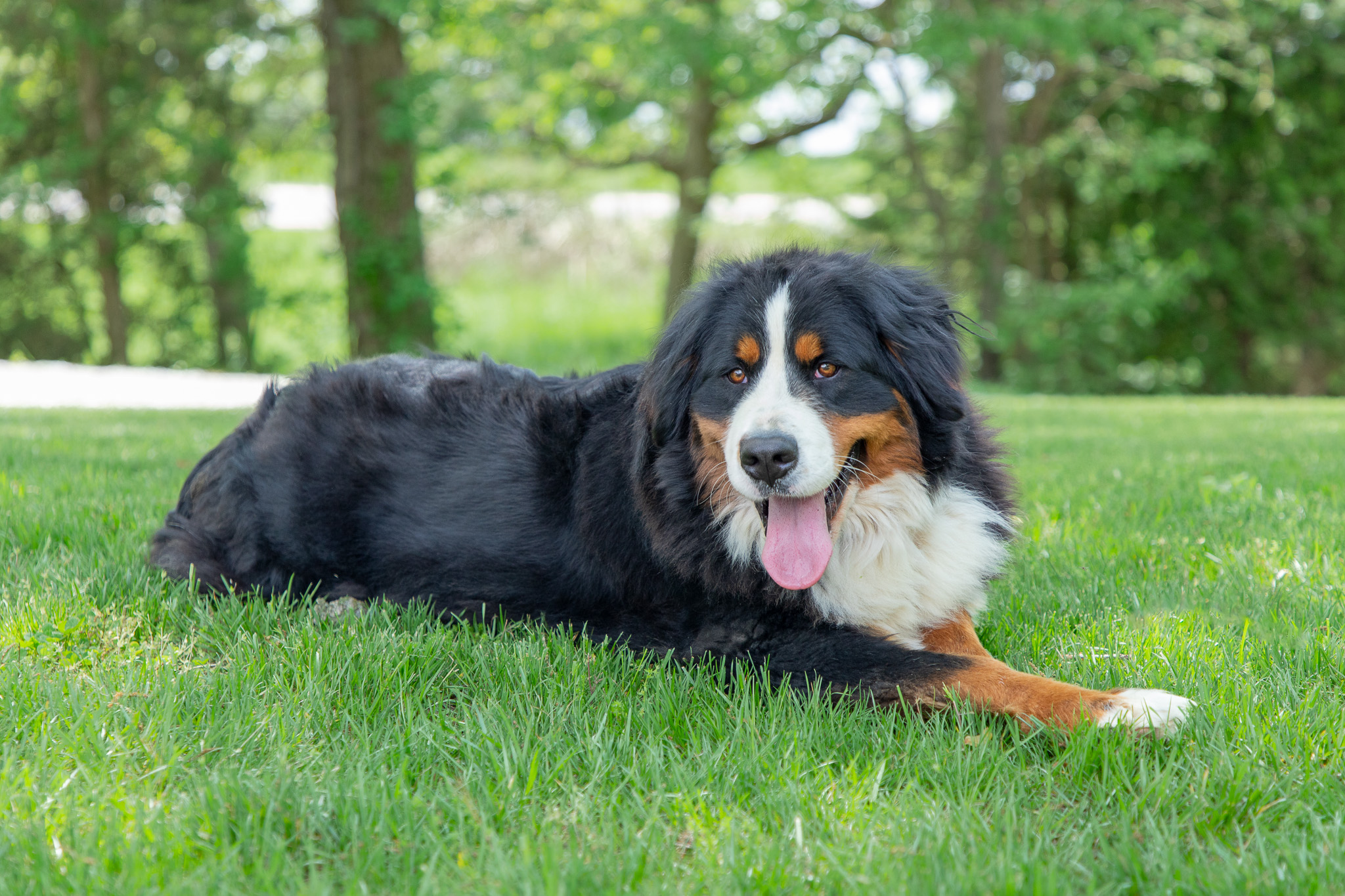 Violet , Hoosier Canines