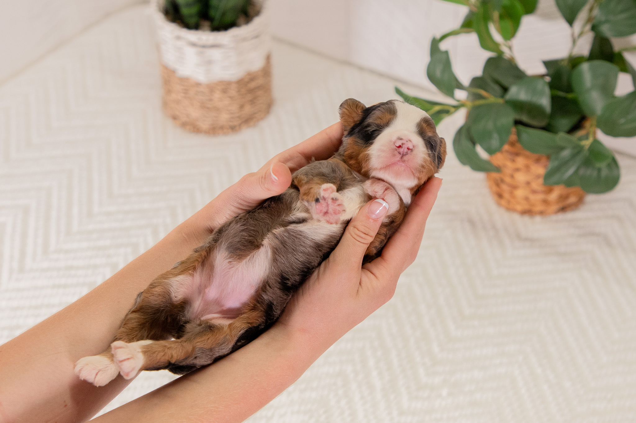ENS-or-early-neurological-stimulation- Early Neurological Stimulation (ENS), Early Scent Introduction (ESI), and purposeful socialization.