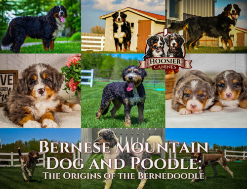 Bernese Mountain Dog and Poodle Breeds: The Bernedoodle