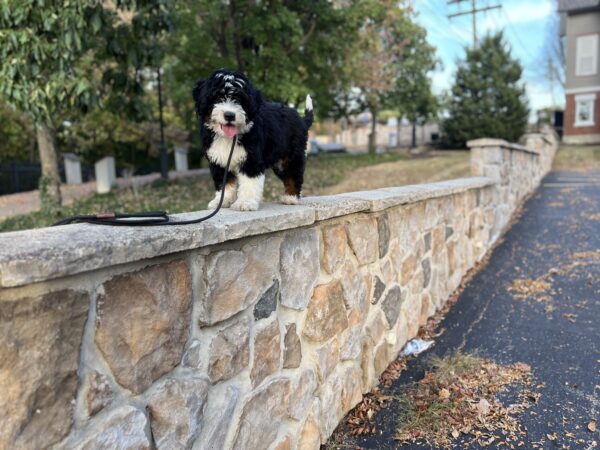 Bernedoodle Puppy With Family