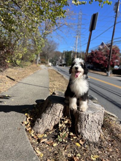 Trained Bernedoodle Puppy